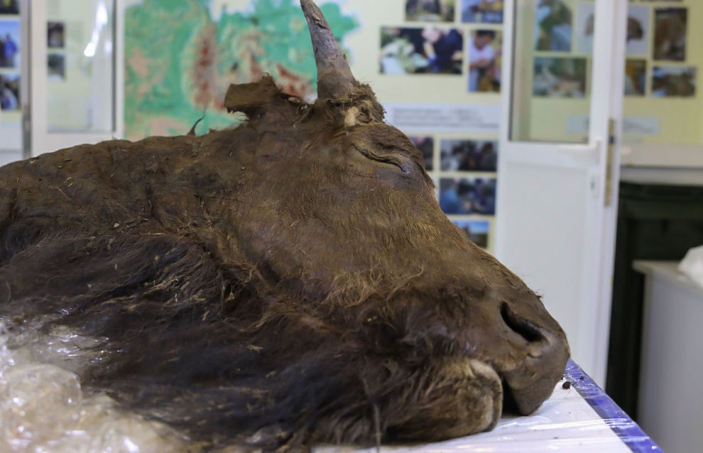 Scientists at the Mammoth Museum dissect an ancient bison at NEFU