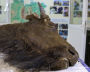 Scientists at the Mammoth Museum dissect an ancient bison at NEFU