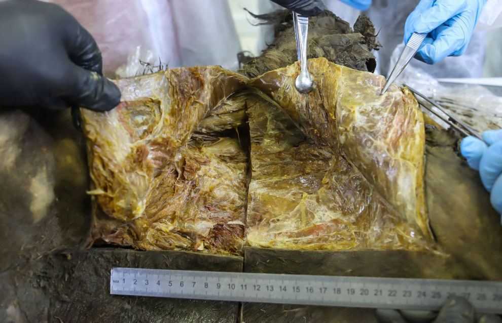 Scientists at the Mammoth Museum dissect an ancient bison at NEFU