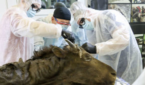 Scientists at the Mammoth Museum dissect an ancient bison at NEFU
