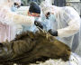 Scientists at the Mammoth Museum dissect an ancient bison at NEFU