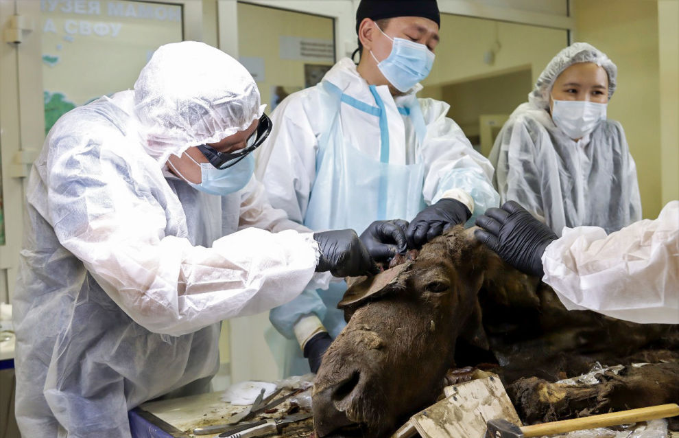 Scientists at the Mammoth Museum dissect an ancient bison at NEFU