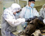 Scientists at the Mammoth Museum dissect an ancient bison at NEFU