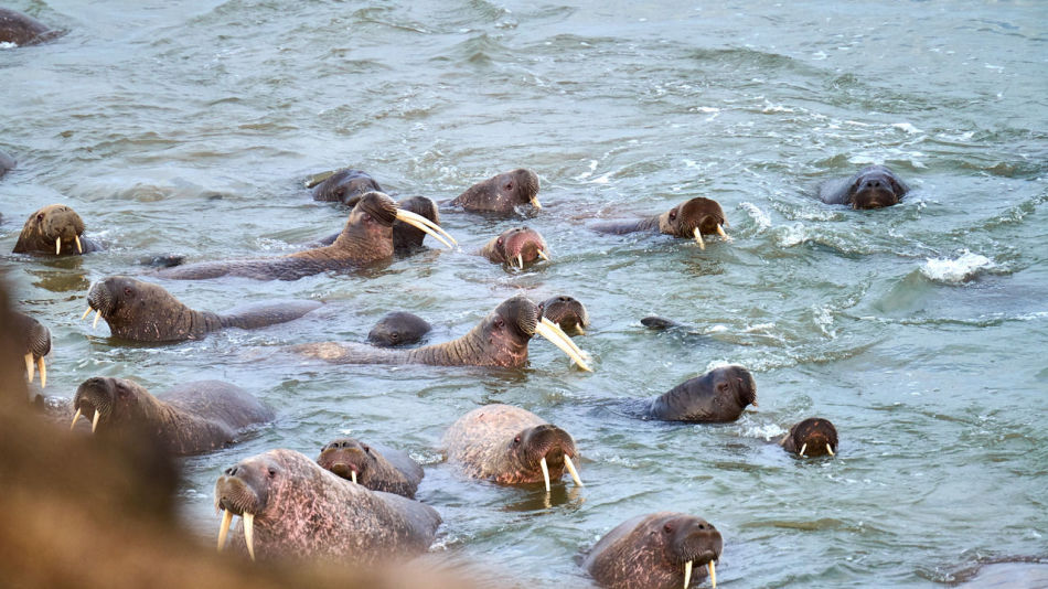 Моржи на лежбище на мысе Харасавэй Моржи на лежбище на мысе Харасавэй