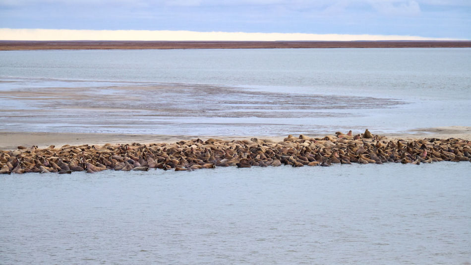 Моржи на лежбище на мысе Харасавэй Моржи на лежбище на мысе Харасавэй