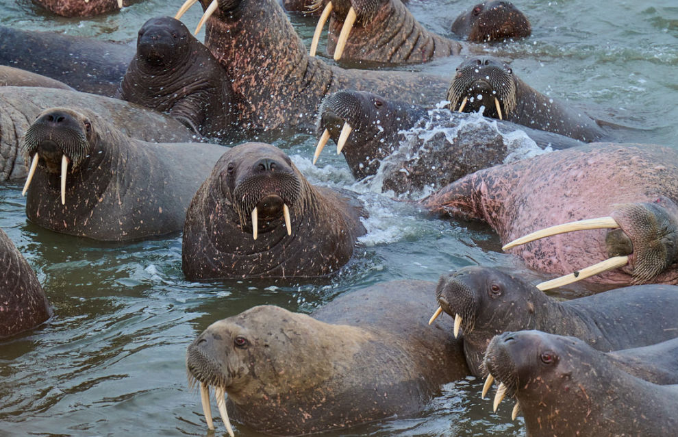 Scientists finish stage two of walrus rookery research at Cape Kharasavey in the Kara Sea