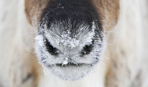 Norwegian reindeer invade Russia, eat reindeer moss worth 47 million krone
