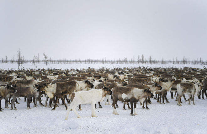  Reindeer at the Kharp ethnic reindeer camp