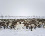  Reindeer at the Kharp ethnic reindeer camp