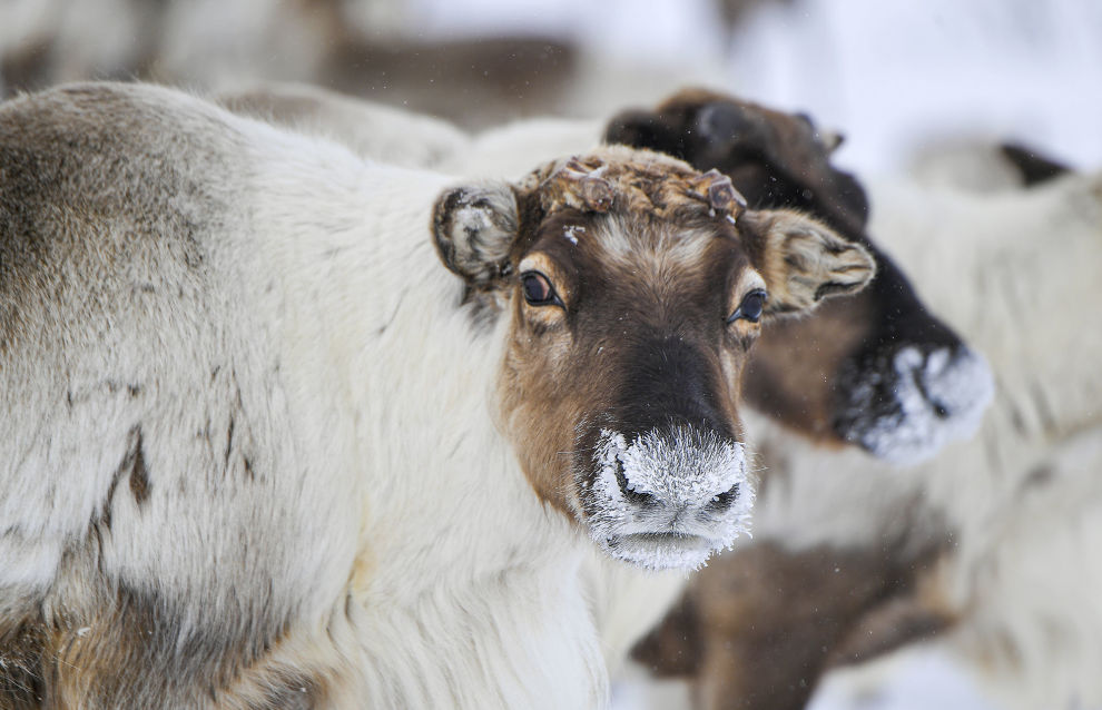 Reindeer at the Kharp ethnic reindeer camp
