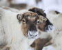 Reindeer at the Kharp ethnic reindeer camp