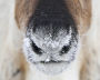 A reindeer’s nose