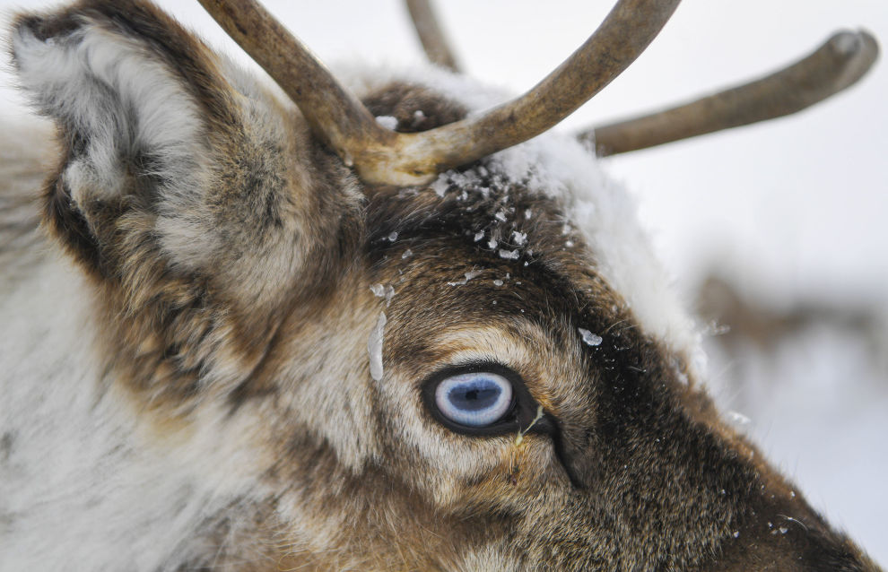 Reindeer at the Kharp ethnic reindeer camp