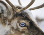 Reindeer at the Kharp ethnic reindeer camp