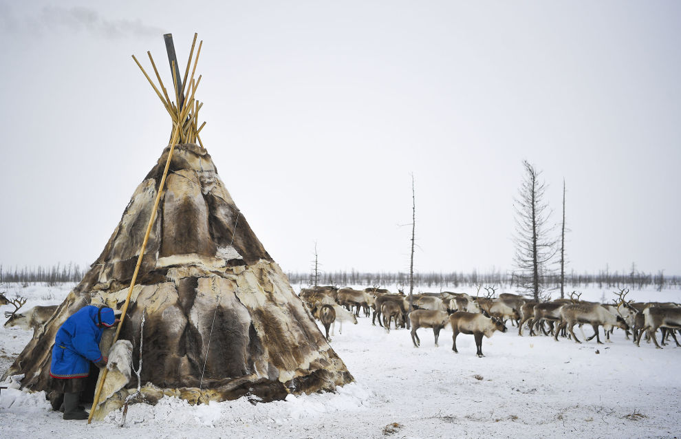 A yurt and reindeer