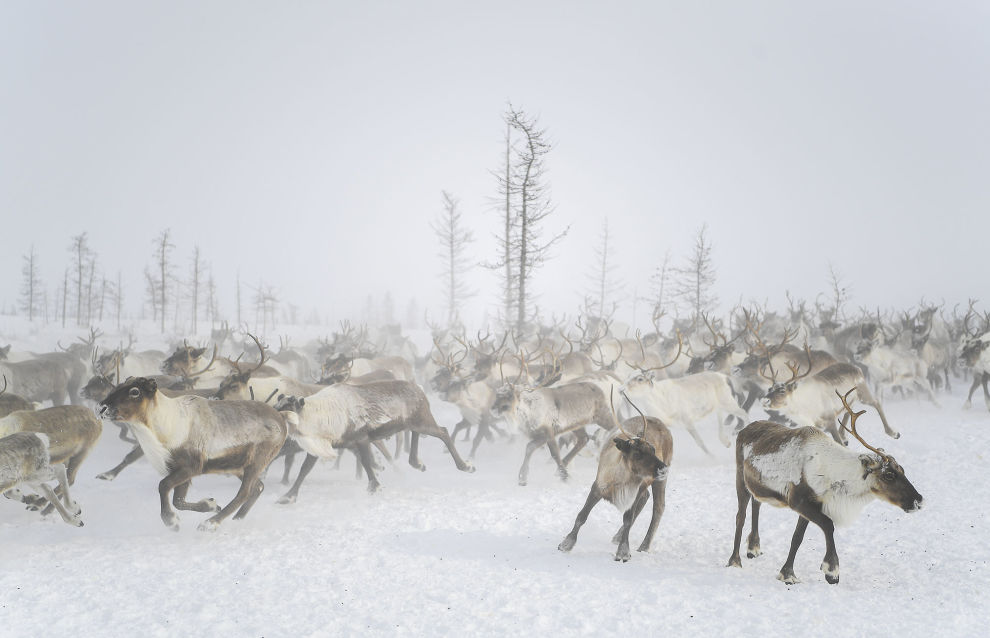 Reindeer at the Kharp ethnic reindeer camp