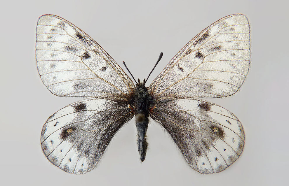 The Arctic Apollo butterfly (Parnassius arcticus) 