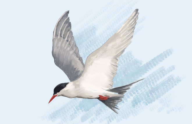 They flew away but they promise to come back: Arctic birds’ migration