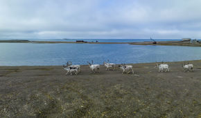 First images taken this year of Novaya Zemlya reindeer in Russian Arctic National Park