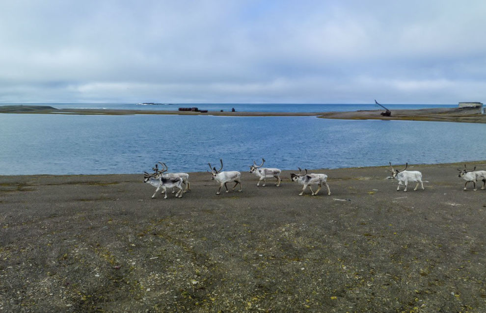 First images taken this year of Novaya Zemlya reindeer in Russian Arctic National Park