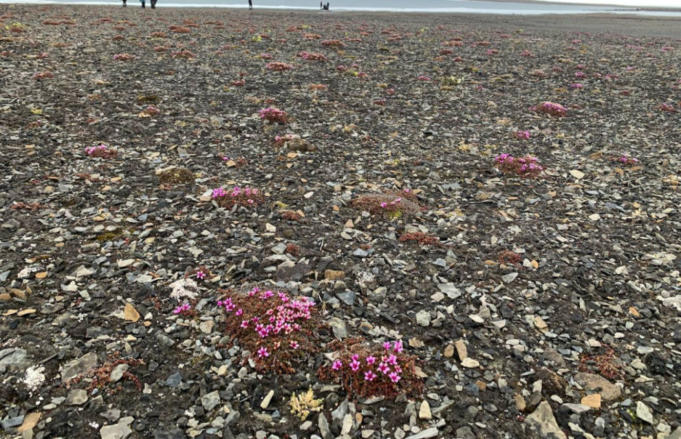 New plant species found on Franz Josef Land islands

