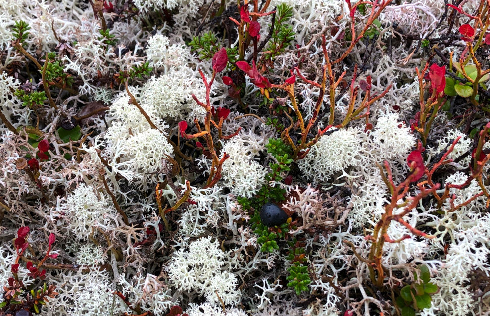 Plant life appeared in Arctic earlier than scientists thought

