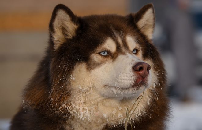 Arctic and Antarctic Museum to host polar dog festival


