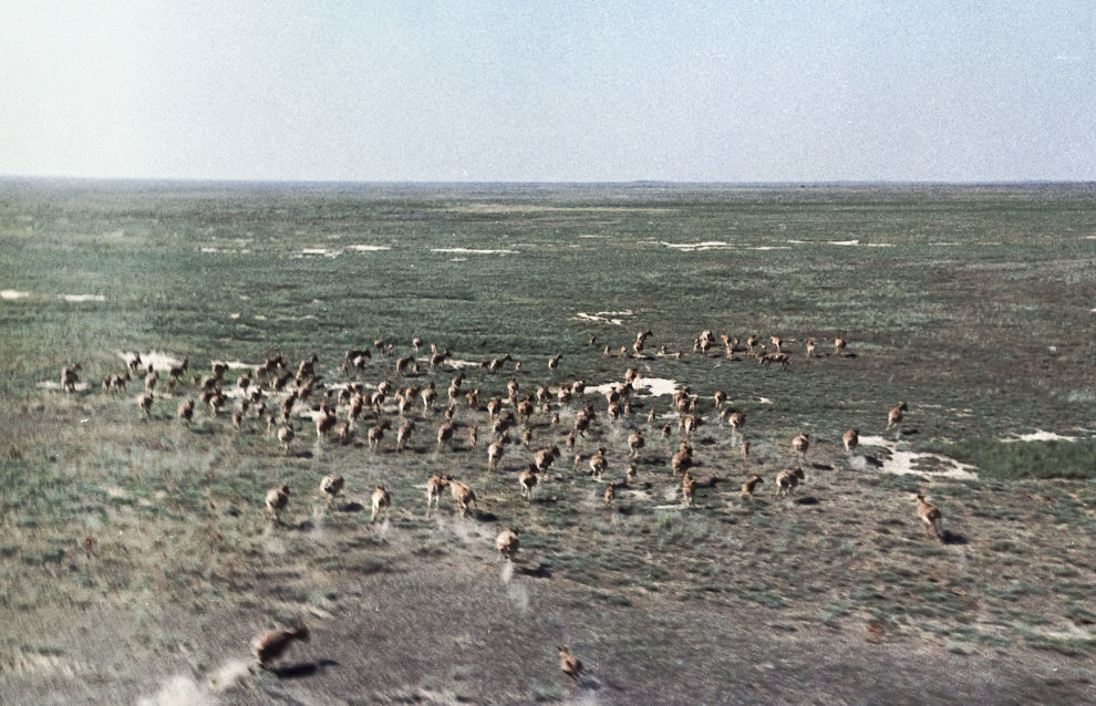 Researchers find bones of ancient saiga antelope near Taimyr