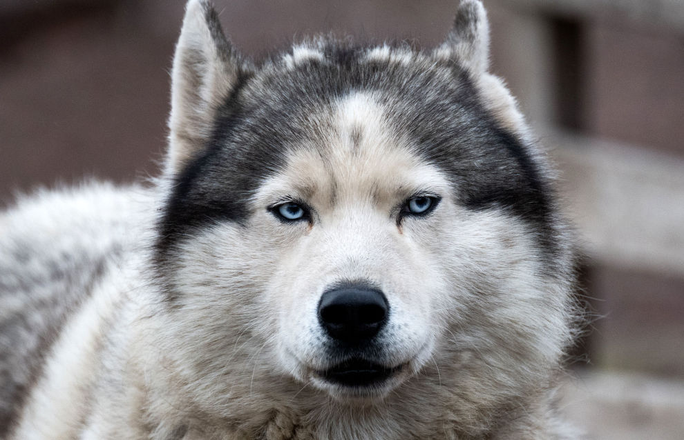A husky dog is seen in a kennel in the settlement of Barentsburg on the Svalbard archipelago