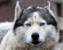 A husky dog is seen in a kennel in the settlement of Barentsburg on the Svalbard archipelago