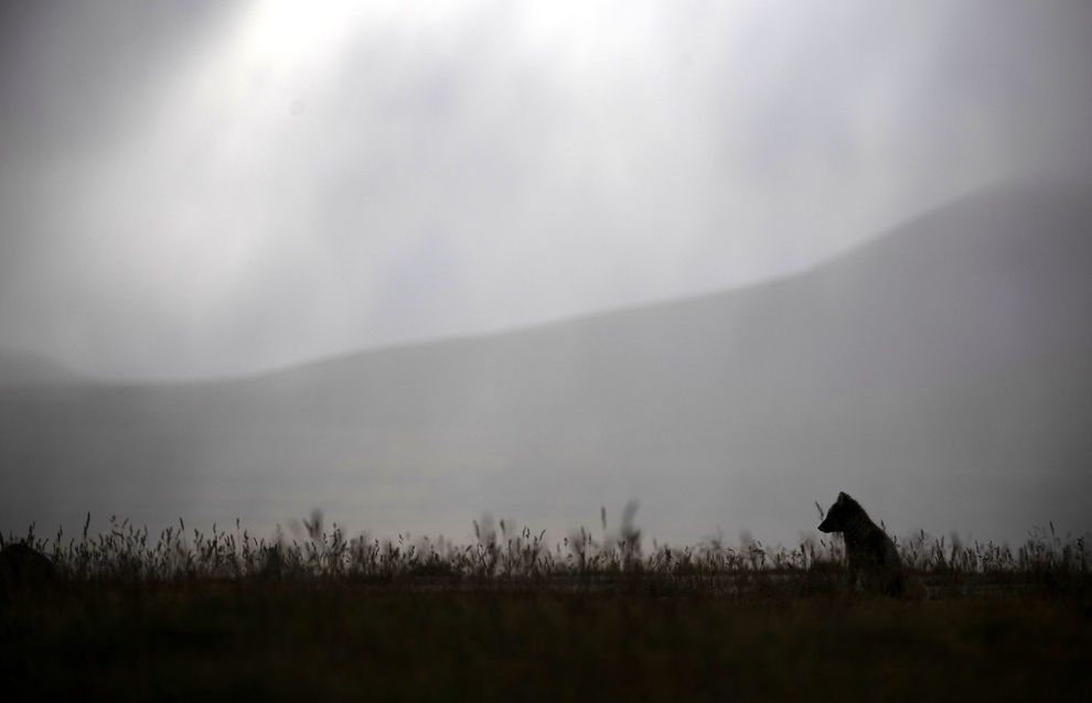 An arctic fox cub is seen in the settlement of Barentsburg on the Svalbard archipelago
