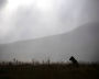 An arctic fox cub is seen in the settlement of Barentsburg on the Svalbard archipelago