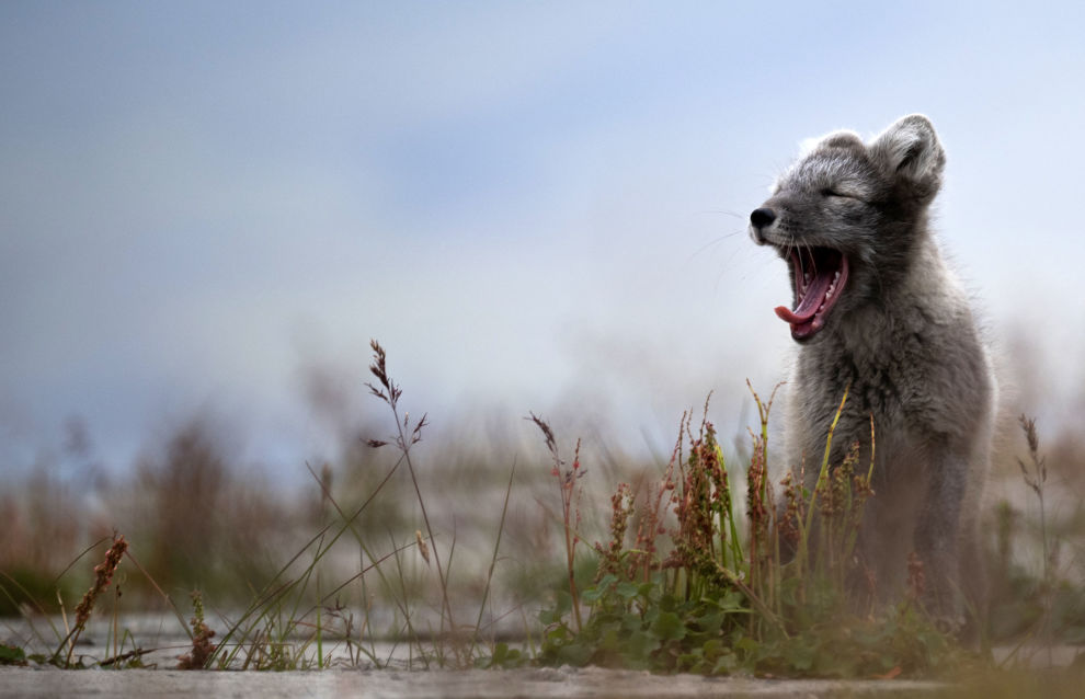 An arctic fox cub is seen in the settlement of Barentsburg on the Svalbard archipelago