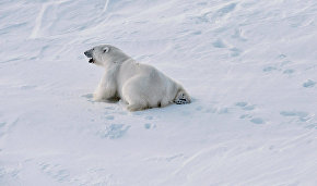 Polar bear