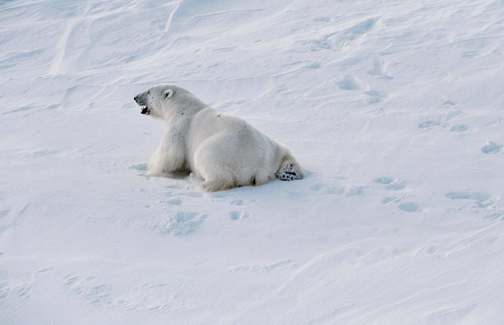 Polar bear