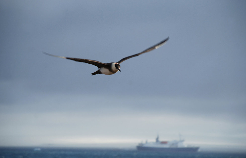 A skua in flight