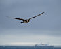 A skua in flight