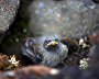 A snow bunting, at Tikhaya, an abandoned polar station