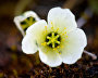 Arctic poppy