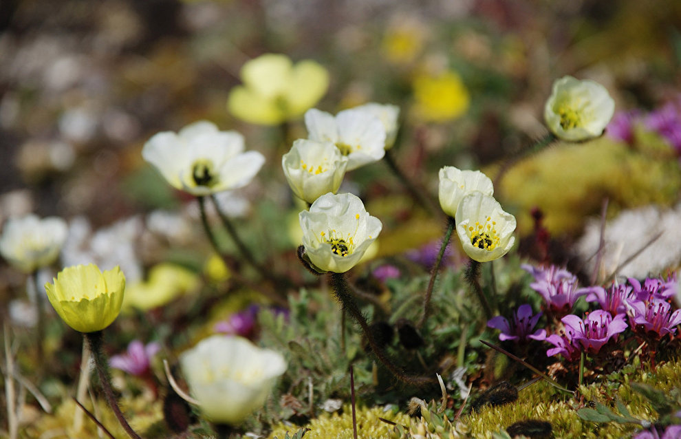 Arctic poppy