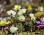 Arctic poppy