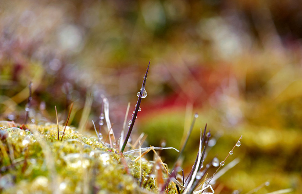 Arctic vegetation