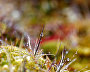 Arctic vegetation