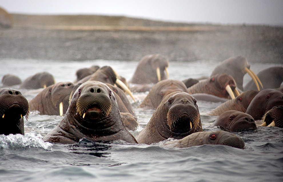 Atlantic Walruses, Apollonova Island
