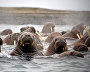 Atlantic Walruses, Apollonova Island
