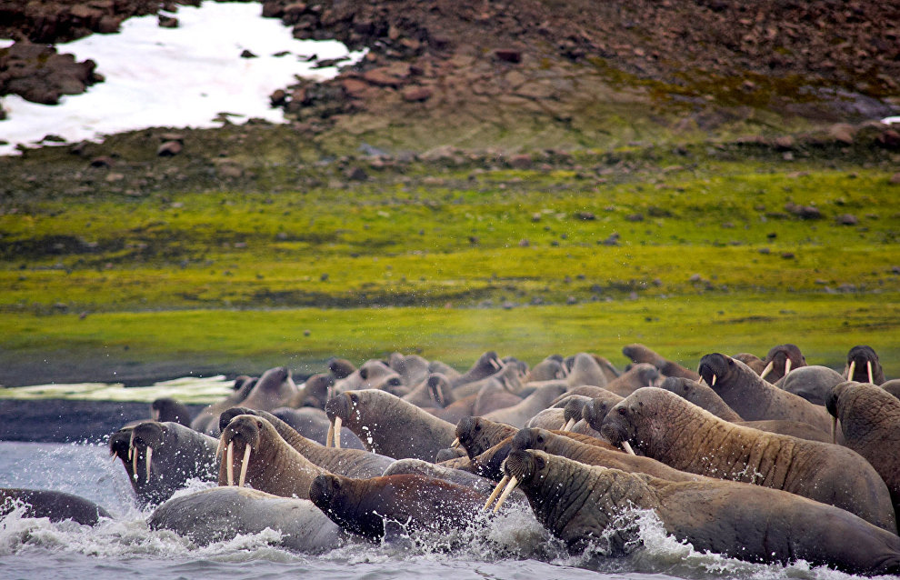 Atlantic Walruses, Apollonova Island