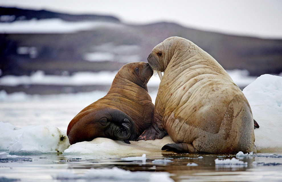 Cameras installed in Franz Josef Land to study walruses
