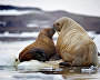 Atlantic Walruses, Apollonova Island