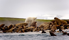 Atlantic Walruses, Apollonova Island
