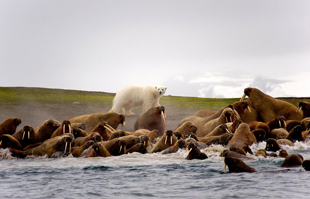 Atlantic Walruses, Apollonova Island